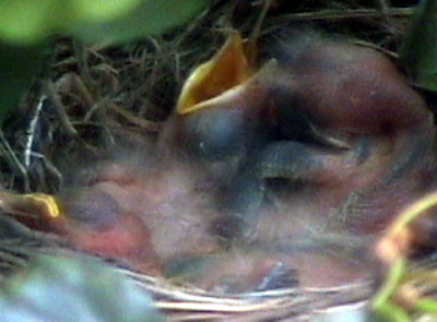 Baby Robins wanting food