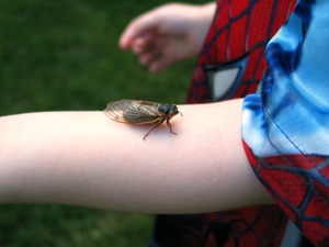 Jack with a cicada on his arm